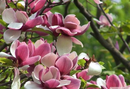 Amazing Magnolia tree - pretty, magnolia, blossoms, pink, tree