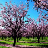 Blooming trees