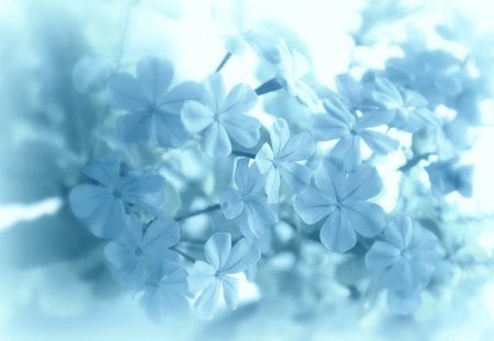 Nostalgic Blue - flowers, flower, nostalgic, blue