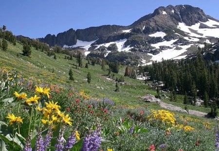 Spring Meadow In The Mountains - pine trees, purple flowers, snow on the mountains, slope, meadow, yellow flowers, rocks, red flowers