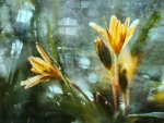 *** Flowers in raindrops ***