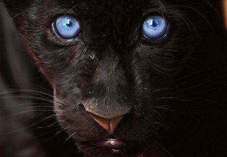 Hunter's eyes - black, blue, eyes, panther, cat