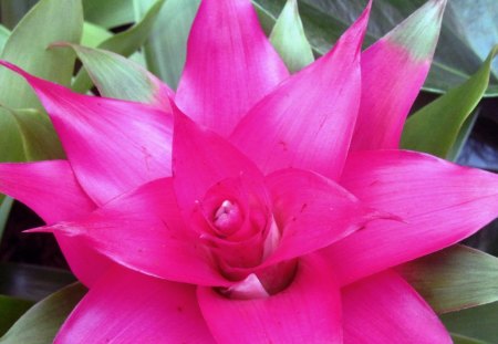 Pink flower - nature, pink, beautiful, green, flowers, flower