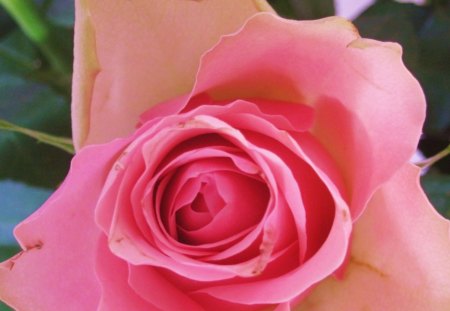 Pink rose - roses, soft, photography, rose, nature, pink, green, flowers, flower