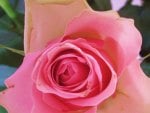 Pink rose