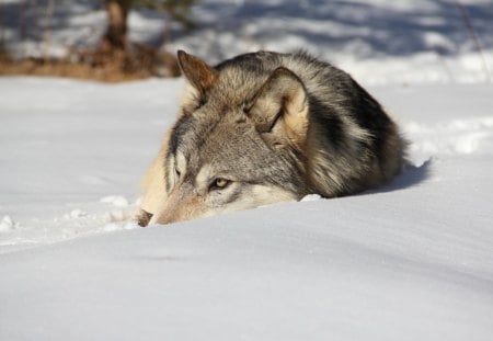 *** Wolf on the snow *** - wolf, animals, snow, animal, winter