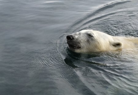 *** White bear *** - bear, animal, sweeming, water, bears, animals