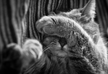 Cat - pretty, cat face, sleepy, paws, kitten, cats, face, sleeping, hat, beautiful, beauty, lovely, sweet, cat, cute, animals, kitty