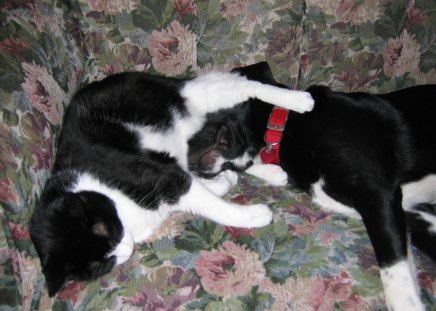 Dog and cat napping - napping, pets, cat, dog