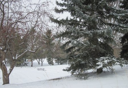 Global warming 20 - white, winter, photography, trees, nature, snow, green