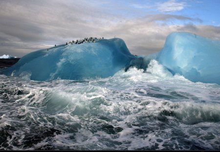 penguins on a blue iceberg - penguin, fun, ocean, nature