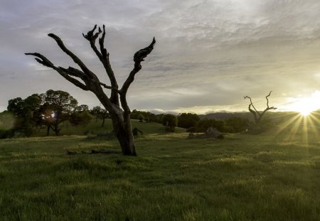 woodside, ca - fun, field, sunset, nature