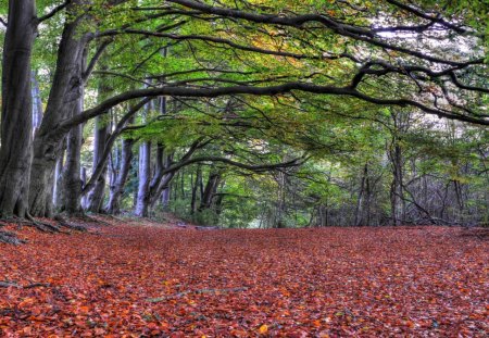 The red carpet - landscapes, autumn leaves, trees, forest