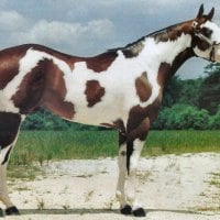 Bay Overo Paint Stallion - Horse F2