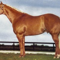 Palomino Quarter Horse 2