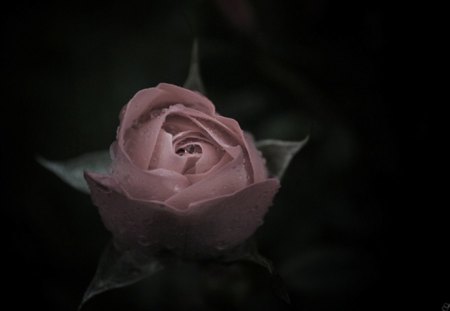 Rose - flower, pink, nature, rose