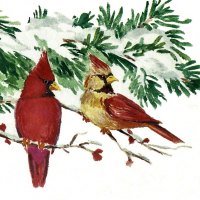 Cardinal Pair - Birds 1