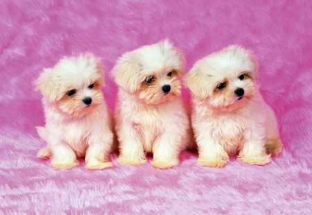 3 cute DOGS - cute, adorable, kittens, three