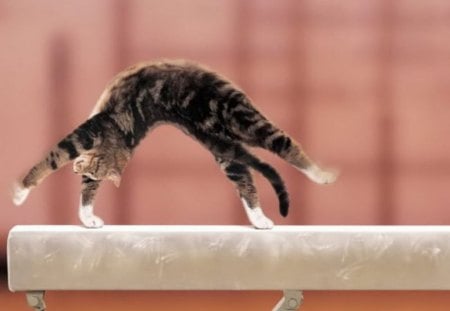 cat gymnast - tumbler, funny, gymnast, cat, animals