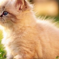 White Persian Kitten