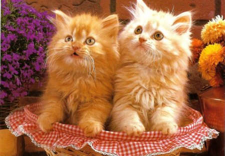 Two kittens in a basket - flowers, cute, basket, kittens