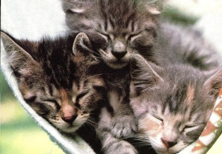 Three kittens sleeping in a hammock