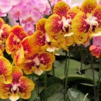 Lovely orchids