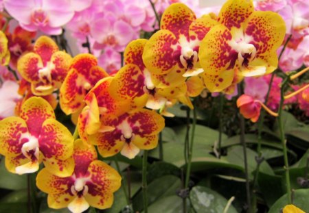 Lovely orchids - bright, colorful, orchids, lovely