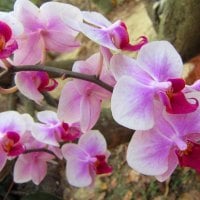 Pretty orchids