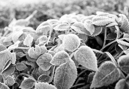 Leaves - black and white, leaf, green leaf, snowcovered