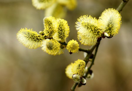 Yellow-Nature - nature, tree, yellow, branch