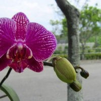 Pretty orchids