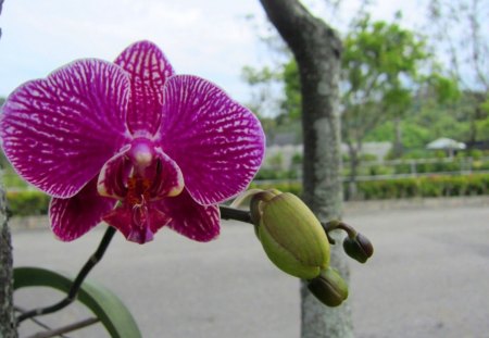 Pretty orchids - Pretty, orchids, tree, beautiful