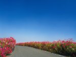 FLOWERS ALLEY