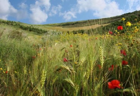 Poppies and Daisies in a Barley Field - daisies, field, poppies, barley