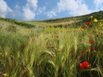 Poppies and Daisies in a Barley Field