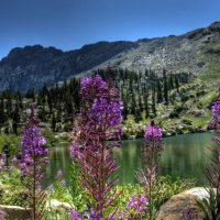 	mountain flowers