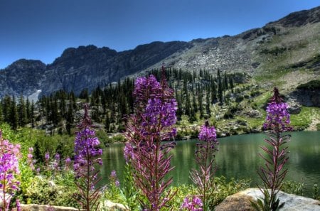 	mountain flowers - flowers, mountain