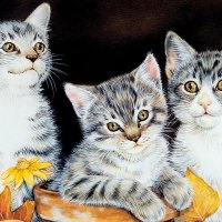 Kitty Kats (Illustrated)