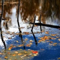 DEAD TREES IN WATER