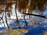 DEAD TREES IN WATER