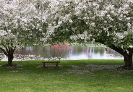 BLOSSOM - spring, trees, white flowers, beautiful