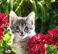 kitty-garden