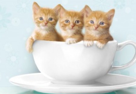 a-cupful-of-kittens - kittins, cats