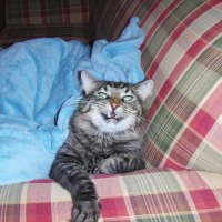 Smiling kitty