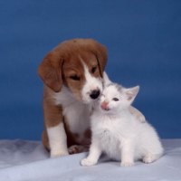 Kitten and puppy