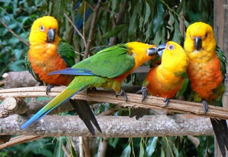 Parrots - parrots, birds, animal, colors, tree