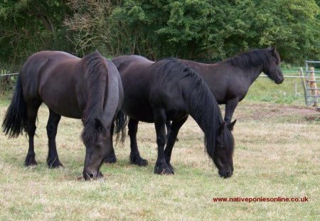 Fell Ponies - fell pony, horse, animals