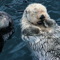 Sleeping Otter's 