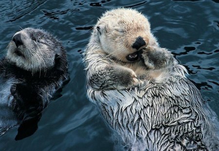 Sleeping Otter's 